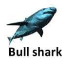 Bul Shark list of wild animal