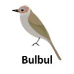 Bulhul list of wild animal
