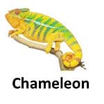 Chameleon animal names with pictures
