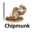 Chipmunk list of wild animal