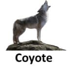 Coyeote list of wild animal 1