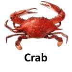 Crab animal names with pictures
