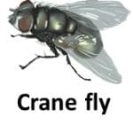 Crane fly list of wild animal