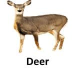 Deer list of wild animal