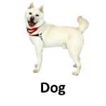 Dog animal names with pictures