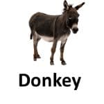 Donkey animal names with pictures
