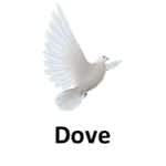 Dove animal names with pictures