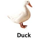 Duck animal names with pictures
