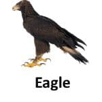 Eagle animal names with pictures