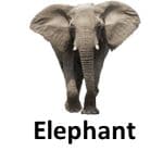 Elephant animal names with pictures