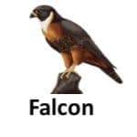 Falcon list of wild animal