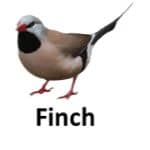 Finch list of wild animal