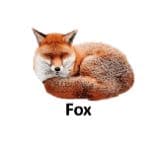 Fox list of wild animal