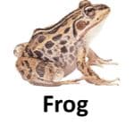 Frog animal names with pictures