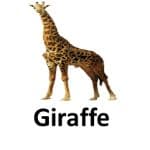 Girrafi list of wild animal