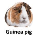 Guinea pig list of wild animal