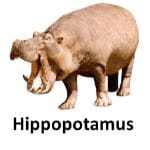Hipopotumous list of wild animal