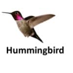 Humingbird animal names with pictures