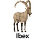 Ibex list of wild animal