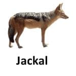 Jackal list of wild animal