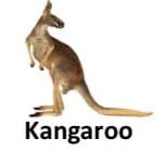 Kangaroo list of wild animal