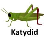 Katidid animal names with pictures