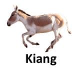 Kiang list of wild animal