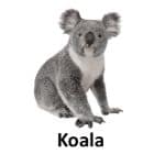Koala list of wild animal