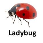 Lady bug animal names with pictures