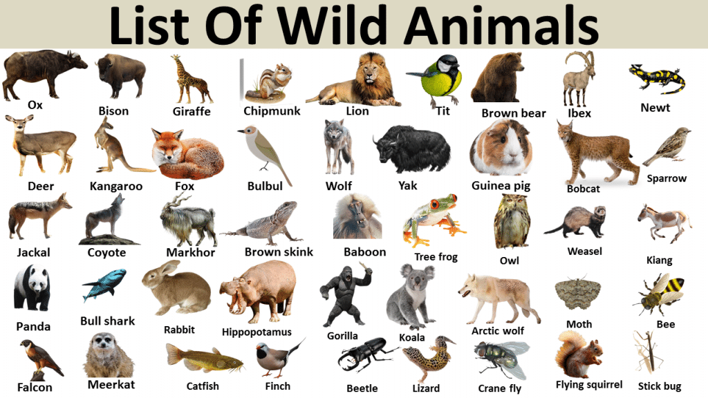 List of Wild Animal - Vocabulary Point