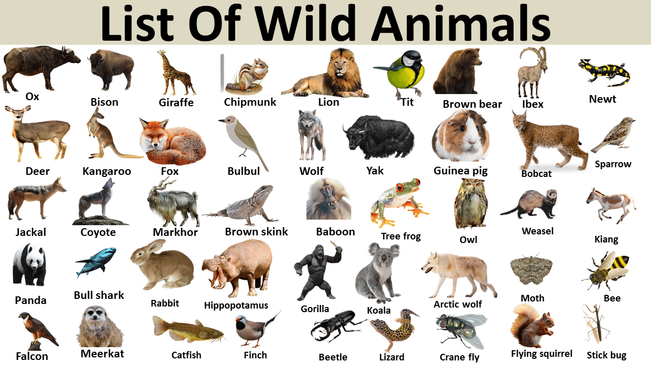 wild animals name list Archives - Vocabulary Point