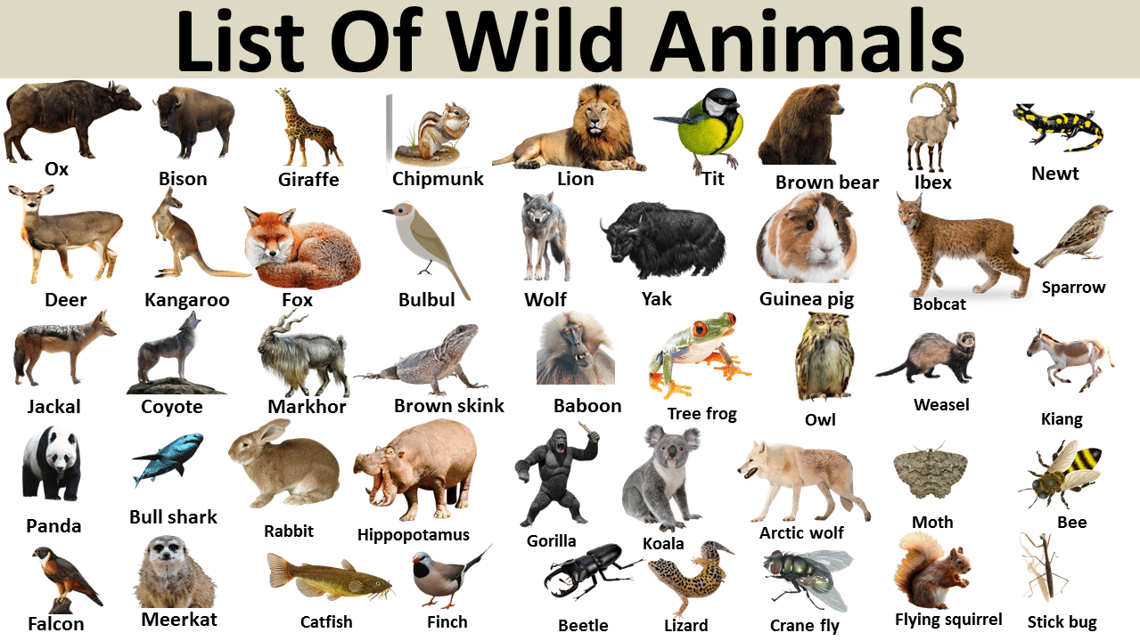 Top 197 + Wild animals name list - Inoticia.net