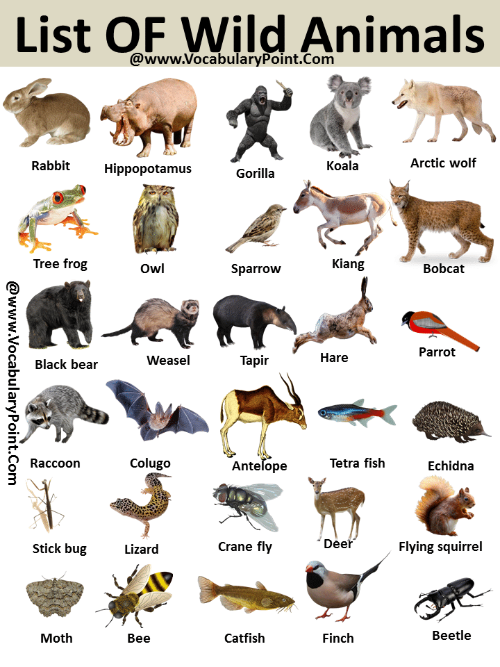List of Wild Animal - Vocabulary Point