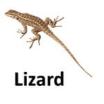 Lizard animal names with pictures