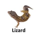 Lizard list of wild animal