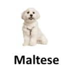 Maltase animal names with pictures