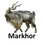 Markhor list of wild animal