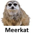 Meerkat list of wild animal