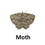 Moth list of wild animal