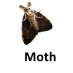 Mouth animal names with pictures