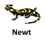 Newt list of wild animal