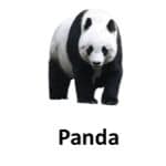 Panda list of wild animal