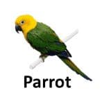 Parrot animal names with pictures