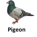 Pigeonanimal names with pictures