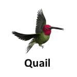 Quail animal names with pictures