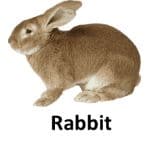 Rabbit list of wild animal 1