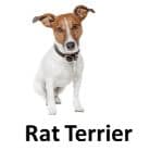 Rat Terrior animal names with pictures