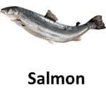 Salmon animal names with pictures