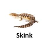 Skink animal names with pictures