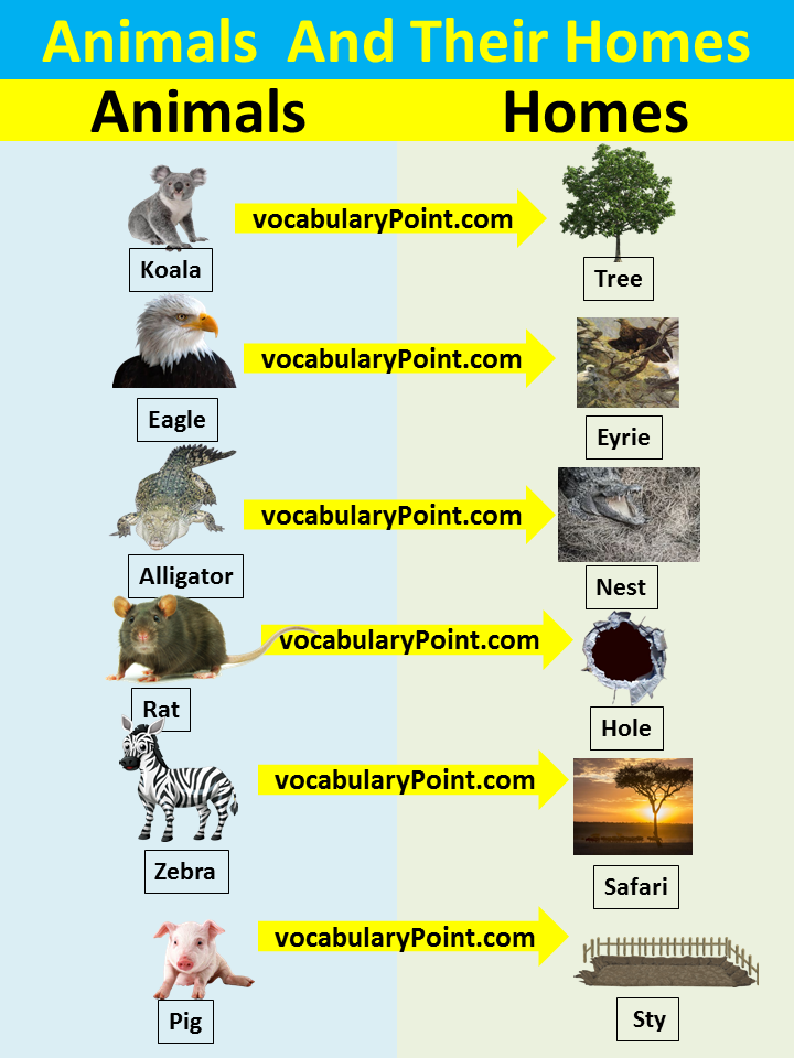 Animals And Their Homes - Vocabulary Point